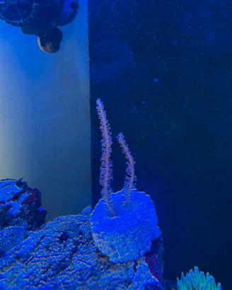 Corallo Gorgonia