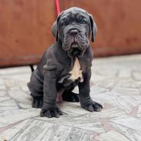 Mastino Napoletano