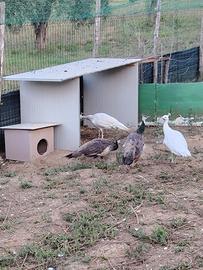 Coppie di varie razze di Pavoni, anatre ecc