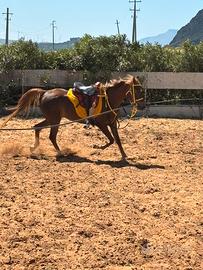 Cavalla Araba