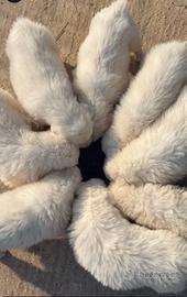 Cuccioli Pastore Maremmano Abruzzese