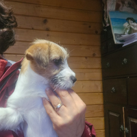 Jack russell terrier