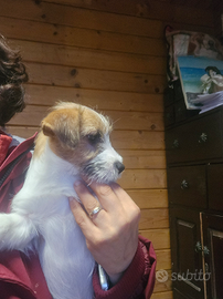 Jack russell terrier