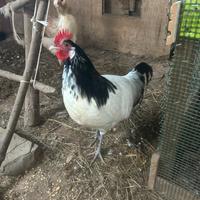 Gallo