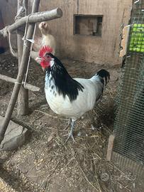 Gallo