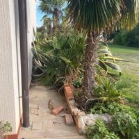 Agave più di 30 anni