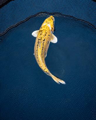 Carpa koi midorigoi doitsu esemplare raro