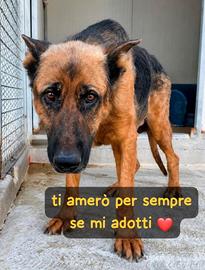 Jack pastore tedesco 7 anni