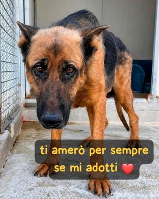 Jack pastore tedesco 7 anni