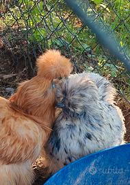 Galline moroseta e altre ornamentali