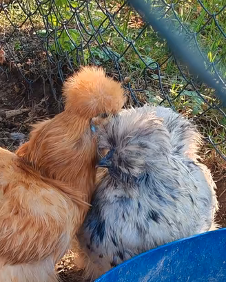 Galline moroseta e altre ornamentali