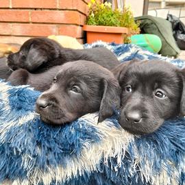 Cuccioli Labrador