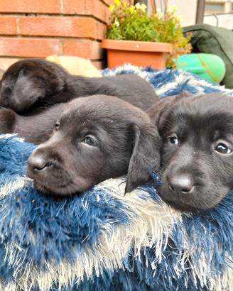 Cuccioli Labrador