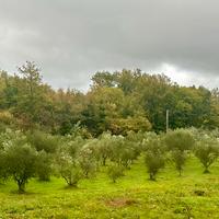 PIANTE DI OLIVO ORTICE