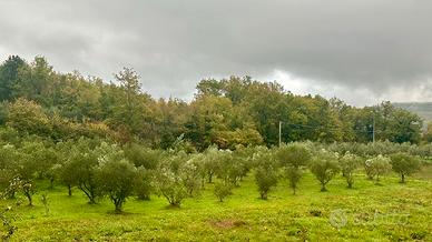 PIANTE DI OLIVO ORTICE