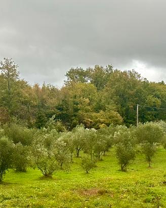 PIANTE DI OLIVO ORTICE