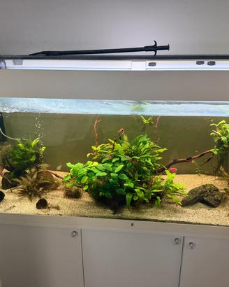 Acquario Rio Juwel 240