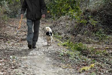Cane da tartufo bianco pregiato leggi bene