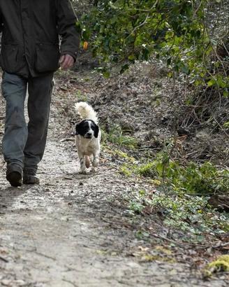 Cane da tartufo bianco pregiato leggi bene