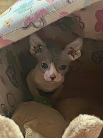 Sphynx TOP