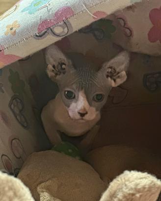Sphynx TOP