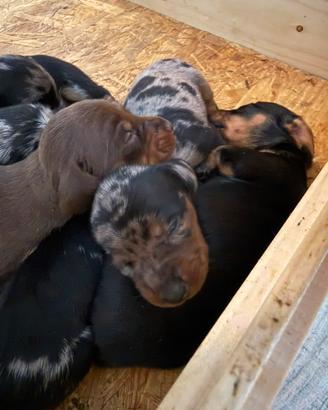 Cuccioli bassotti kaninchen