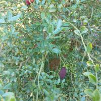 finger lime siciliani 