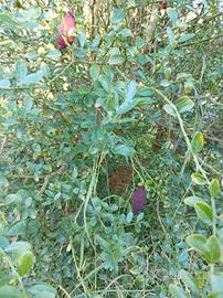 finger lime siciliani 