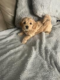 Cuccioli Maltipoo