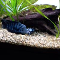 Coppia di nicrofasciatum, consegna a mano a TA