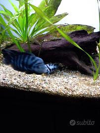 Coppia di nicrofasciatum, consegna a mano a TA