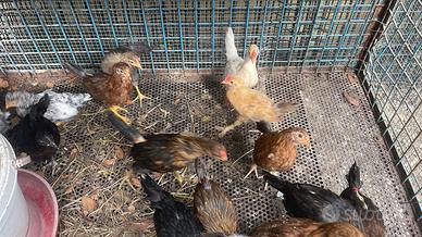 Galline ibride