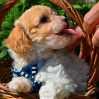 Barboncino Toy Particolor Mismark