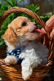 Barboncino Toy Particolor Mismark