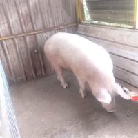 Verro Danese x Largewhite