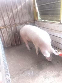 Verro Danese x Largewhite