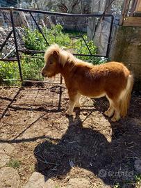 Pony maschio