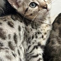 Cuccioli pura razza gatto bengala su prenotazione