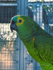 Ultimi Ara,amazzoni,cacatua,cenerini ed ecletti 26