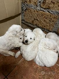 Cuccioli ma tremano