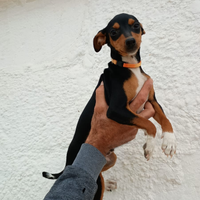 Nemo pinscher