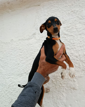 Nemo pinscher