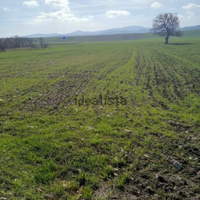Terreni agricoli Bovino (FG) 8 ettari