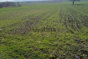 Terreni agricoli Bovino (FG) 8 ettari