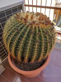 cuscino della suocera