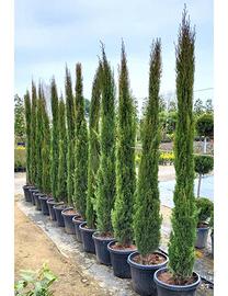 Cipressi Toscani