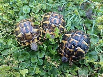 Tartarughe