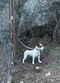 Jack russel x accoppiamento