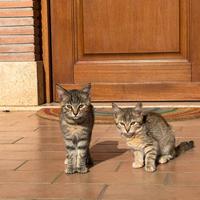 Cucciolini abbandonati
