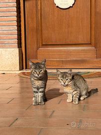Cucciolini abbandonati